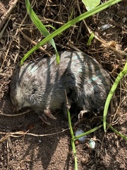 Chrysochloris asiatica