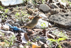 Phylloscopus fuscatus