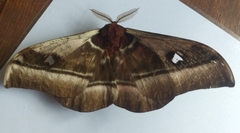 Bunaea alcinoe