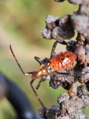 Leptoglossus phyllopus