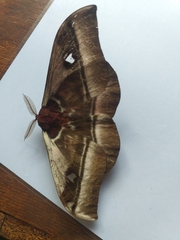 Bunaea alcinoe