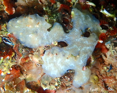 Aplidium glabrum
