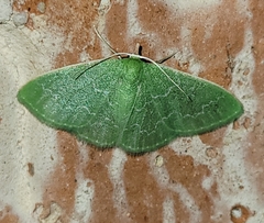 Synchlora frondaria