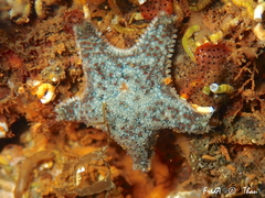 Asterina gibbosa