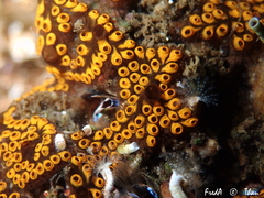 Botrylloides diegensis