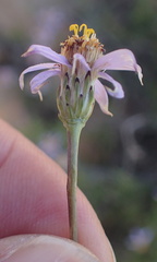 Felicia filifolia