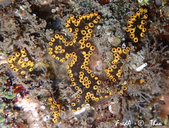 Botrylloides diegensis