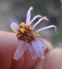 Felicia filifolia