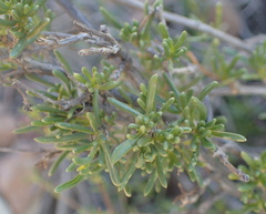 Felicia filifolia