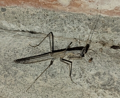 Litaneutria