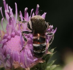 Sphecodogastra