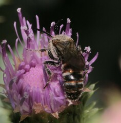 Sphecodogastra