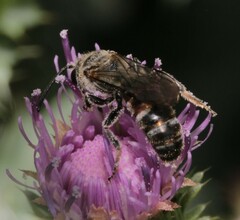 Sphecodogastra