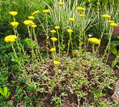 Achillea tomentosa