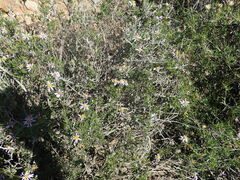 Felicia filifolia