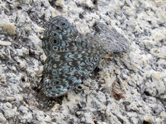 Hamadryas atlantis lelaps