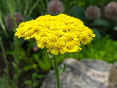 Achillea tomentosa