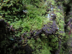 Fissidens