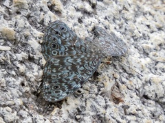 Hamadryas atlantis lelaps