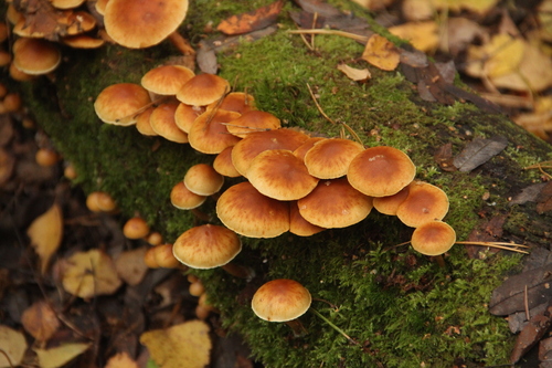 Common Rustgill
