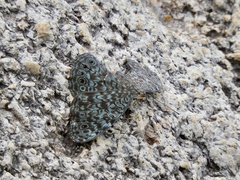 Hamadryas atlantis lelaps