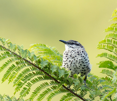 Campylorhynchus jocosus