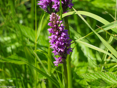 Dactylorhiza sibirica