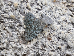 Hamadryas atlantis lelaps