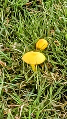 Hygrocybe ceracea