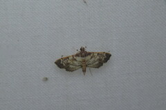 Salbia