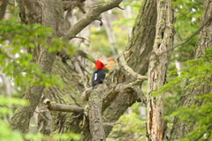 Campephilus magellanicus