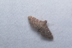 Pilocrocis