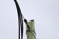 Cinclodes patagonicus