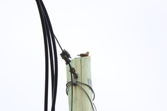 Cinclodes patagonicus