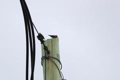 Cinclodes patagonicus