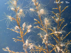 Bunodeopsis strumosa