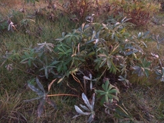 Lupinus polyphyllus