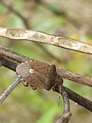 Peribalus strictus vernalis