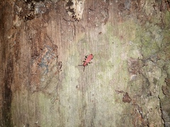 Cucujus cinnaberinus