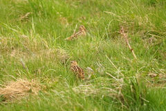 Gallinago magellanica