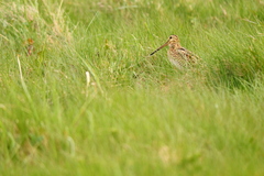 Gallinago magellanica