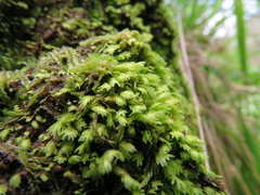 Fissidens