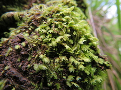 Fissidens
