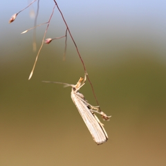 Agriphila