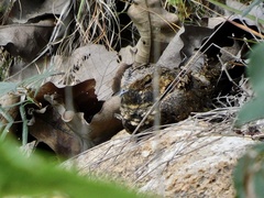 Antrostomus arizonae