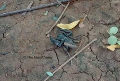 Heterometrus thorellii