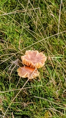 Cuphophyllus pratensis