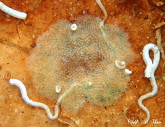 Cheilostomatida