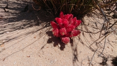 Hyobanche sanguinea