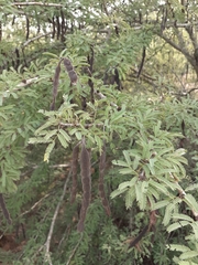 Vachellia schaffneri bravoensis
